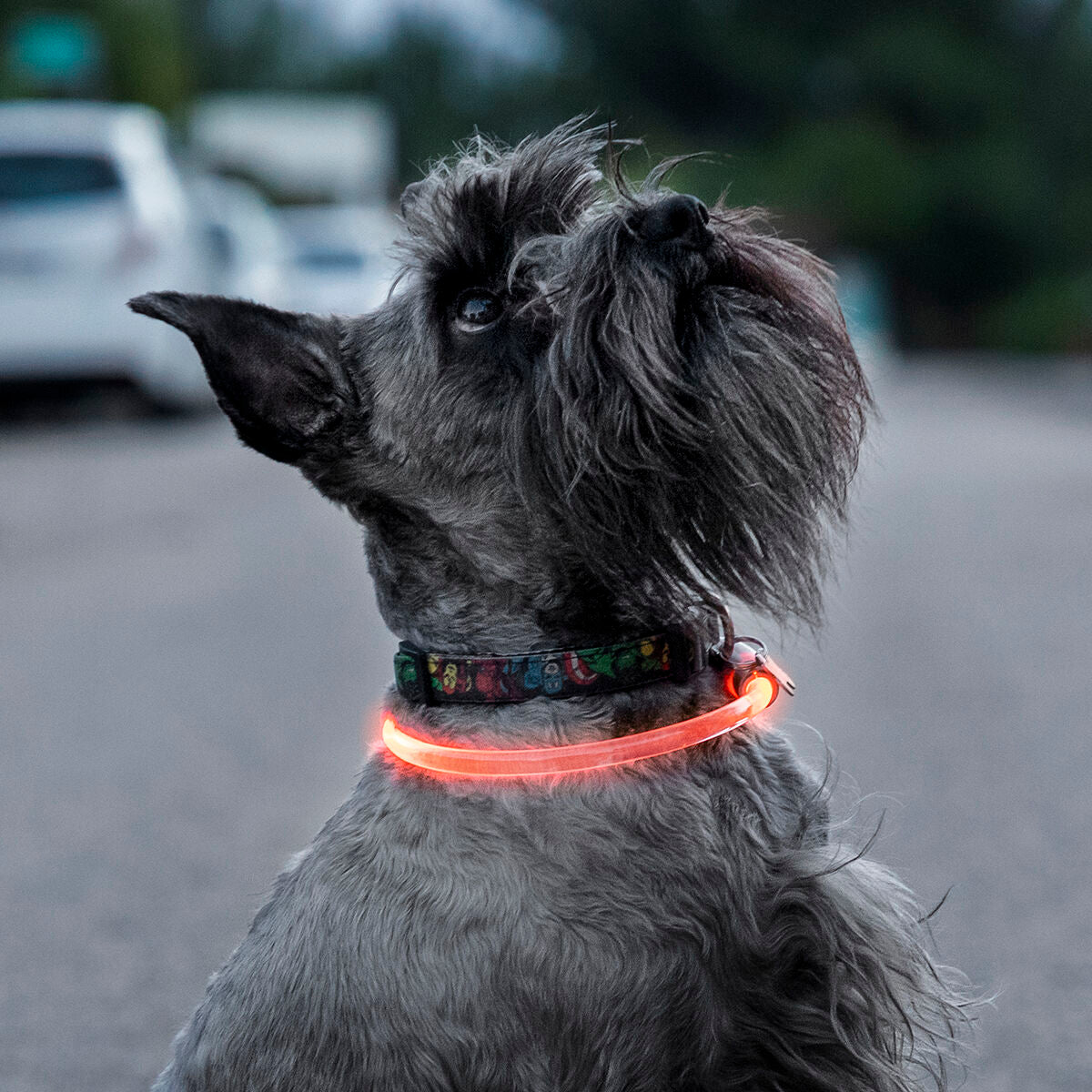 LED Collar for Pets Petlux InnovaGoods
