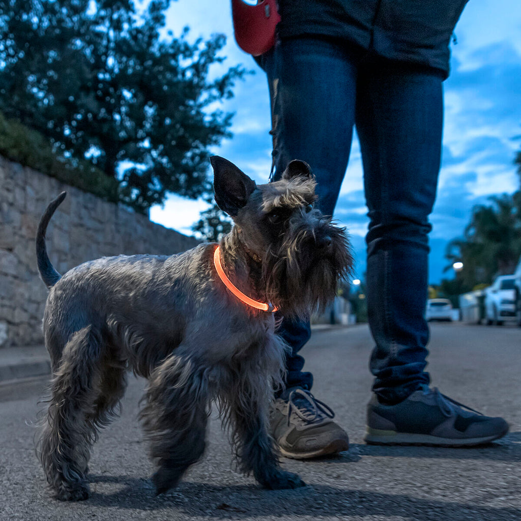 LED Collar for Pets Petlux InnovaGoods